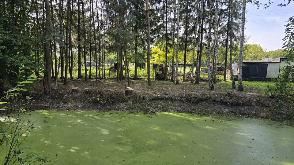 Uprzątnięta skarpa z widocznymi pniakami po usuniętych drzewach — Bolesław