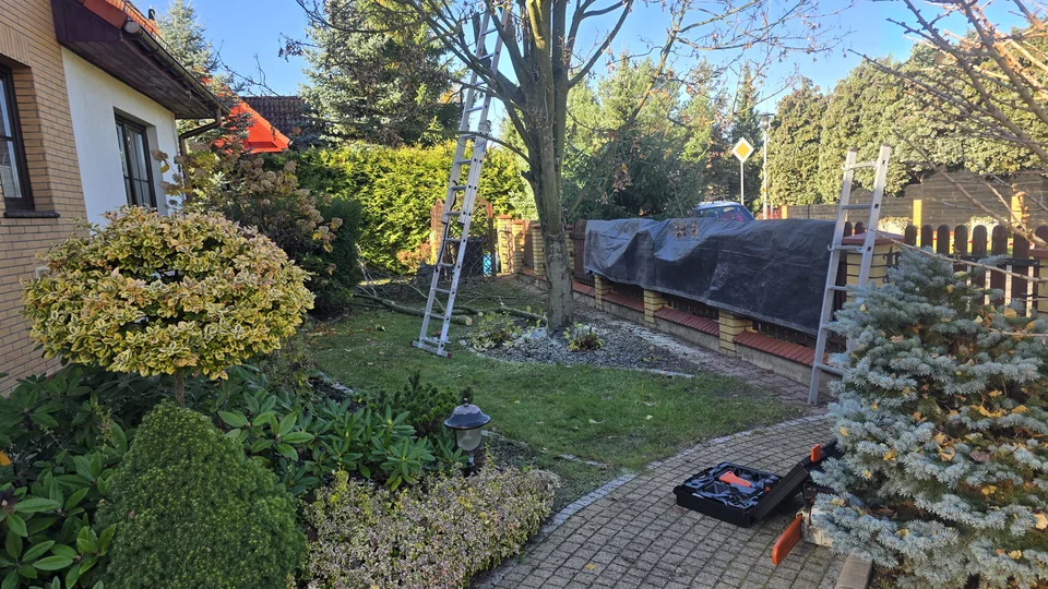 Żywopłot i nasadzenia zabezpieczone plandeką na czas wycinki klonu — Malinowice