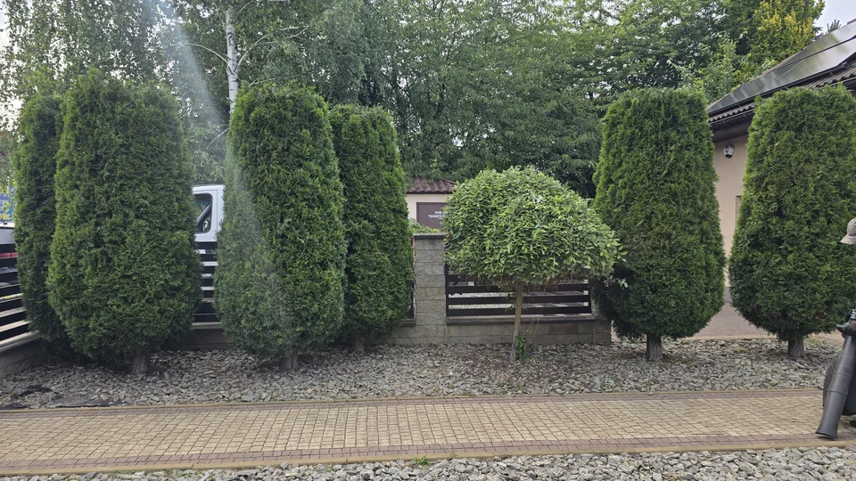 Wyrównane tuje i uformowane krzewy przy wjeździe na posesję — Malinowice, stan po cięciu