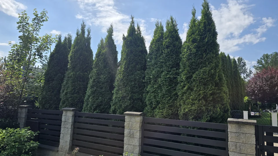Żywopłot z tui przed cięciem — nierówne wierzchołki i różna wysokość roślin, Malinowice